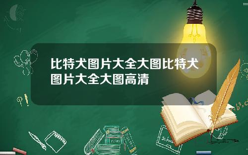 比特犬图片大全大图比特犬图片大全大图高清